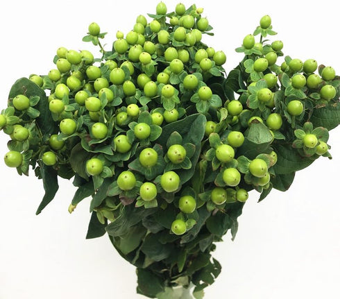 19 Vibrant Stems Green Bean Flower Bouquet for Special Occasions