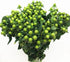 19 Vibrant Stems Green Bean Flower Bouquet for Special Occasions