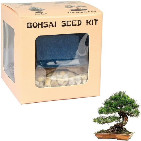 Eve's Garden, Inc Eve's Black Pine Bonsai Seed Kit, Woody, Complete Kit to Grow Black