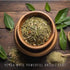 (4 Pack) Yerba Mate Tea Plant | Real Live Plant for Sale | Perfect for Tea Lovers | Hardy and Easy to Grow for Planting