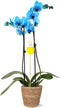 Green Circle Growers Blue Watercolor Orchid Phalaenopsis in a 5" Seagrass Pot