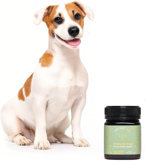 500g/17.6oz Immune, 400+ Manuka Honey for Dogs Premium New Zealand Dog Food Topper & Natural Treat | Raw Honey for Dogs