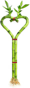 Heart Shaped Lucky Bamboo - 12" Live Indoor Plant, Double Stalk Heart