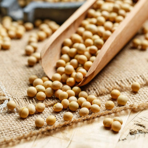 THOUSAND LEAVES 12 oz (340 Whole Soy Beans,Dried Yellow Soybeans Dry Great for Making Soy Milk and Tofu, Dau Nanh g)