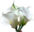 10 White Calla Lilies Fresh Cut Flower Los Angeles Flower Market Birthdays Anniversaries Friendship and Love Gifts