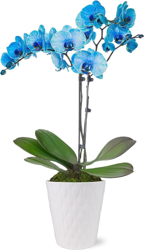 Green Circle Growers Blue Watercolor Orchid in a 5" White Pot, Live