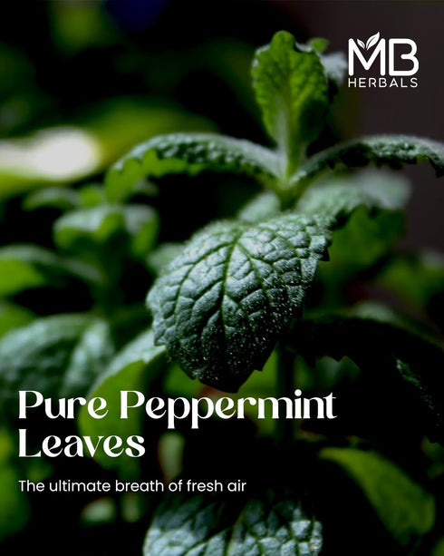 2.8 oz (80g) 100% MB Herbals Peppermint Leaves Cut & Sifted | Pure Dried Mentha piperita | Herbal Mint Infusion | No
