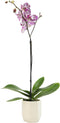 Novelty Phalaenopsis Live Orchid Plant 20-24" & White Orchid Pot Live Plant