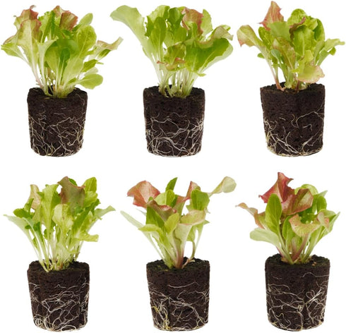 Lettuce Mix Seedlings: Ready-to-Plant, Starts, Starters, Plugs, Garden Ready, Live Plants, Transplants,