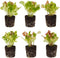 Lettuce Mix Seedlings: Ready-to-Plant, Starts, Starters, Plugs, Garden Ready, Live Plants, Transplants,