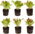 Lettuce Mix Seedlings: Ready-to-Plant, Starts, Starters, Plugs, Garden Ready, Live Plants, Transplants,