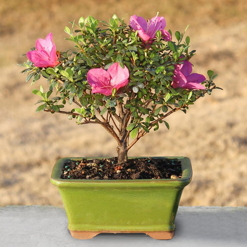 5 5-8 Inches Brussel's Bonsai - Live Satsuki Azalea Flowering Bonsai Tree in Ceramic Bonsai Pot, Outdoor Bonsai Tree