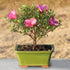 5 5-8 Inches Brussel's Bonsai - Live Satsuki Azalea Flowering Bonsai Tree in Ceramic Bonsai Pot, Outdoor Bonsai Tree