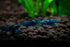 Generic 7 7 7 (Pack 21+) Orange, Yellow & Blue Dream Three Mix Colors Live Shrimps Freshwater Shrimp High Grade Live