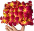 (50 Miami Fresh Orchid Flower OrchidClub USA Sunne Tropical Loose Bloom Head DIY Lei food drink decoration YELLOW