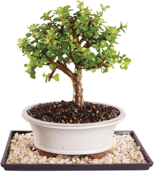 Brussel's Live Dwarf Jade Indoor Bonsai Tree - 5 Years Old; 8"
