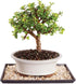 Brussel's Live Dwarf Jade Indoor Bonsai Tree - 5 Years Old; 8"