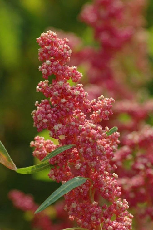 Quinoa Plant 100 Seeds- Cherry Vanilla -Beautiful Strain with Pink and Cream