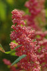 Quinoa Plant 100 Seeds- Cherry Vanilla -Beautiful Strain with Pink and Cream