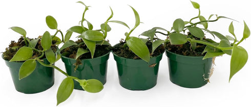 3-6" 1ct Live Vanilla planifolia Orchid Plant - 'Vanilla Orchid' - ragnaroc Tropical Plant Tall - - Live Arrival