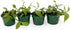 3-6" 1ct Live Vanilla planifolia Orchid Plant - 'Vanilla Orchid' - ragnaroc Tropical Plant Tall - - Live Arrival