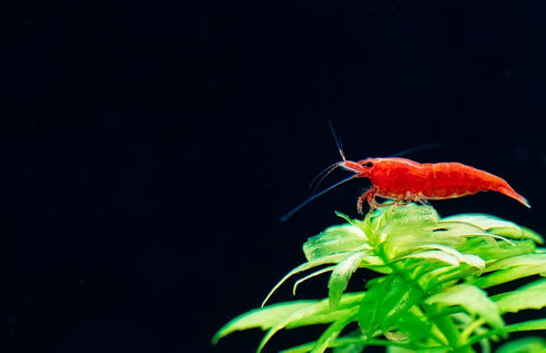 Generic 20+ High Grade Fire Red Cherry Shrimps Neocaridina Live Freshwater Shrimp Aquarium Inverts High-Grade Cherry