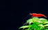 Generic 20+ High Grade Fire Red Cherry Shrimps Neocaridina Live Freshwater Shrimp Aquarium Inverts High-Grade Cherry