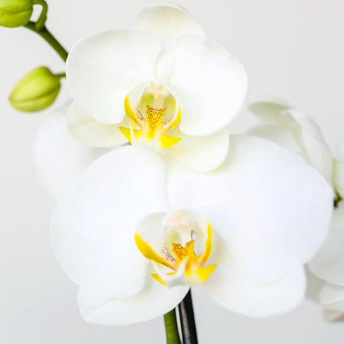 5" Green Circle Growers White with Yellow Orchid in Yellow Pot with Bunny Pick, Live Indoor Plants, House Plant