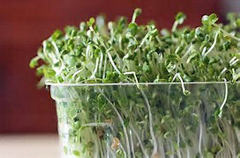 8 oz packed Broccoli Seeds for Sprouting Microgreens, Bag,A superfood with antioxidants and health-promoting nutrients.