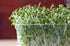 8 oz packed Broccoli Seeds for Sprouting Microgreens, Bag,A superfood with antioxidants and health-promoting nutrients.