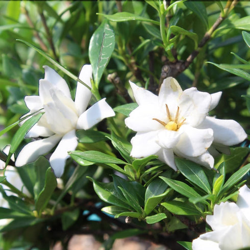 4 6-8 Inches Brussel's Bonsai - Live Gardenia Bonsai Tree, Outdoor Bonsai Plant in Grower Pot, Years Old, Tall, Easy