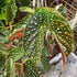 4 4 8 Combo Begonias Houseplant Live Indoor, Angel Wing Begonia Maculata Live Plant, Polka Dot Begonias Live Plants