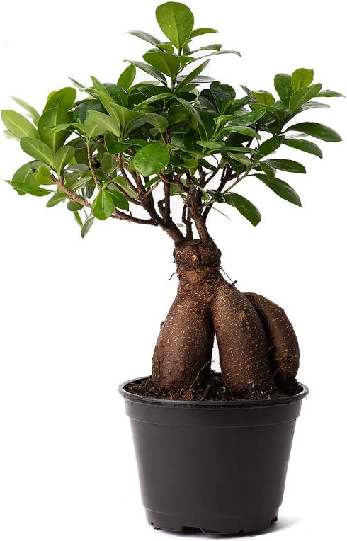 American Plant Exchange Ficus Ginseng Microcarpa 6-Inch with Pot Live Easy Care
