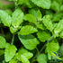 Red Clover Tops C/S | Cut & Sifted | Trifolium Pratense | Wildcrafted | 4oz by Herb To Body