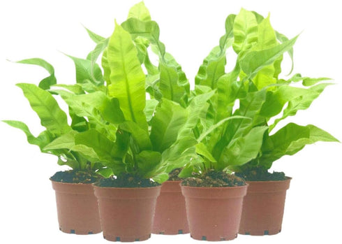 Wonderland Flora 5-PK Crispy Wave Fern, Asplenium Nidus 'Crispy Wave,' Live Indoor Air Purifying