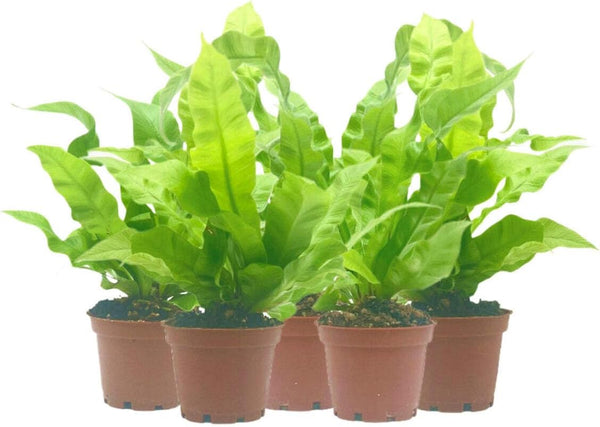 Wonderland Flora 5-PK Crispy Wave Fern, Asplenium Nidus 'Crispy Wave,' Live Indoor Air Purifying