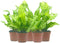 Wonderland Flora 5-PK Crispy Wave Fern, Asplenium Nidus 'Crispy Wave,' Live Indoor Air Purifying