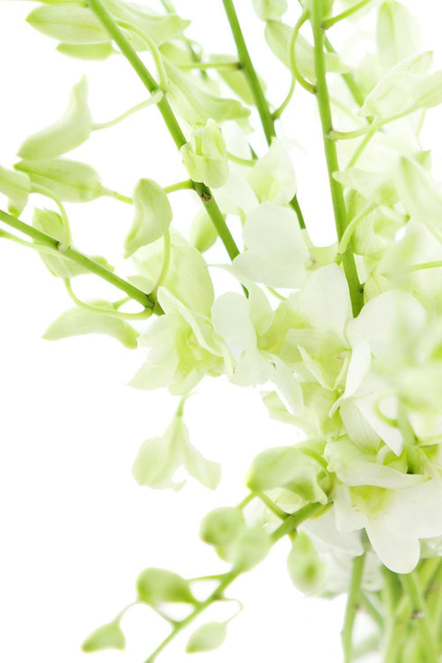 10 eflowerwholesale - Premium Cut Orchids (White stems Orchids) Gift for Graduation, Birthday, Sympathy, Anniversary