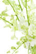 10 eflowerwholesale - Premium Cut Orchids (White stems Orchids) Gift for Graduation, Birthday, Sympathy, Anniversary