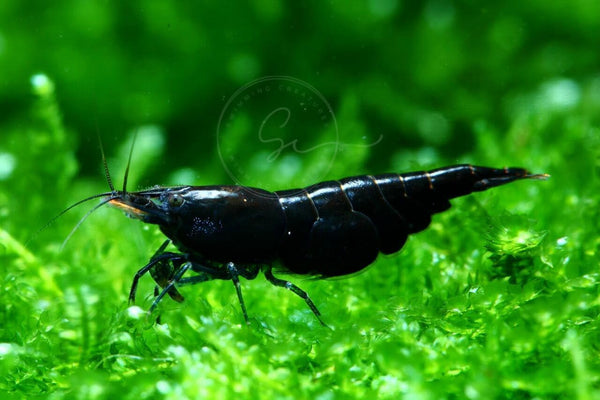 Swimming Creatures Freshwater Aquarium Shrimp - A Perfect Combo to Brighten Your