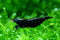 Swimming Creatures Freshwater Aquarium Shrimp - A Perfect Combo to Brighten Your