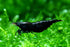 Swimming Creatures Freshwater Aquarium Shrimp - A Perfect Combo to Brighten Your