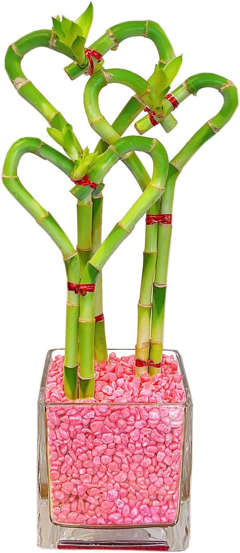Athena's Garden Triple Heart Shape Lucky Bamboo Plants Live Indoor Bamboo Stalks
