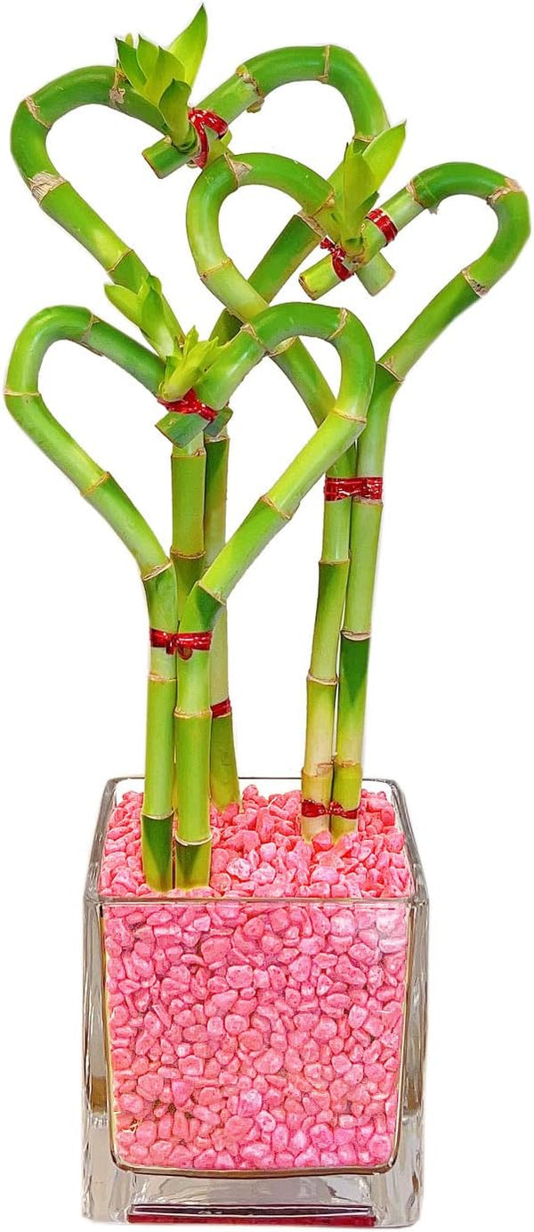 Athena's Garden Triple Heart Shape Lucky Bamboo Plants Live Indoor Bamboo Stalks
