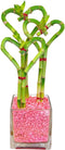 Athena's Garden Triple Heart Shape Lucky Bamboo Plants Live Indoor Bamboo Stalks