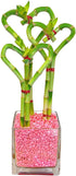 Athena's Garden Triple Heart Shape Lucky Bamboo Plants Live Indoor Bamboo Stalks