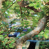 5 6"-8" Brussel's Bonsai Live Chinese Elm Outdoor Bonsai Tree Years Old Tall in Plastic Grower Pot, Small