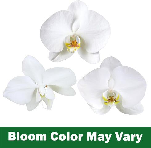 3.5" 16" Premium White Live Orchid Plant Blooming in Blue & White Orchid Pot, Live Plants, Houseplant Gifts, Approx.