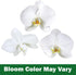 5" 22"+ Large White Live Orchids Blooming in Blue & White Orchid Pot, Pet Friendly Live Plant Gifts for Plant Lovers