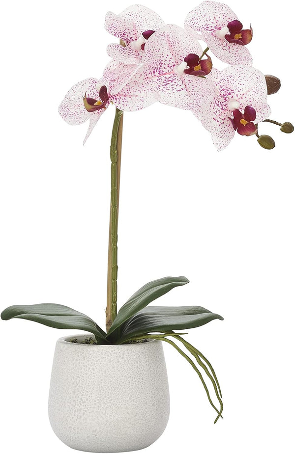 Torre & Tagus Phalaenopsis Potted 15" Single Stem Orchid Beautiful Detailed Greenery